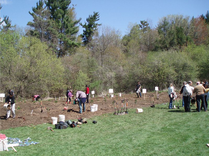 Fun Tree Planting!